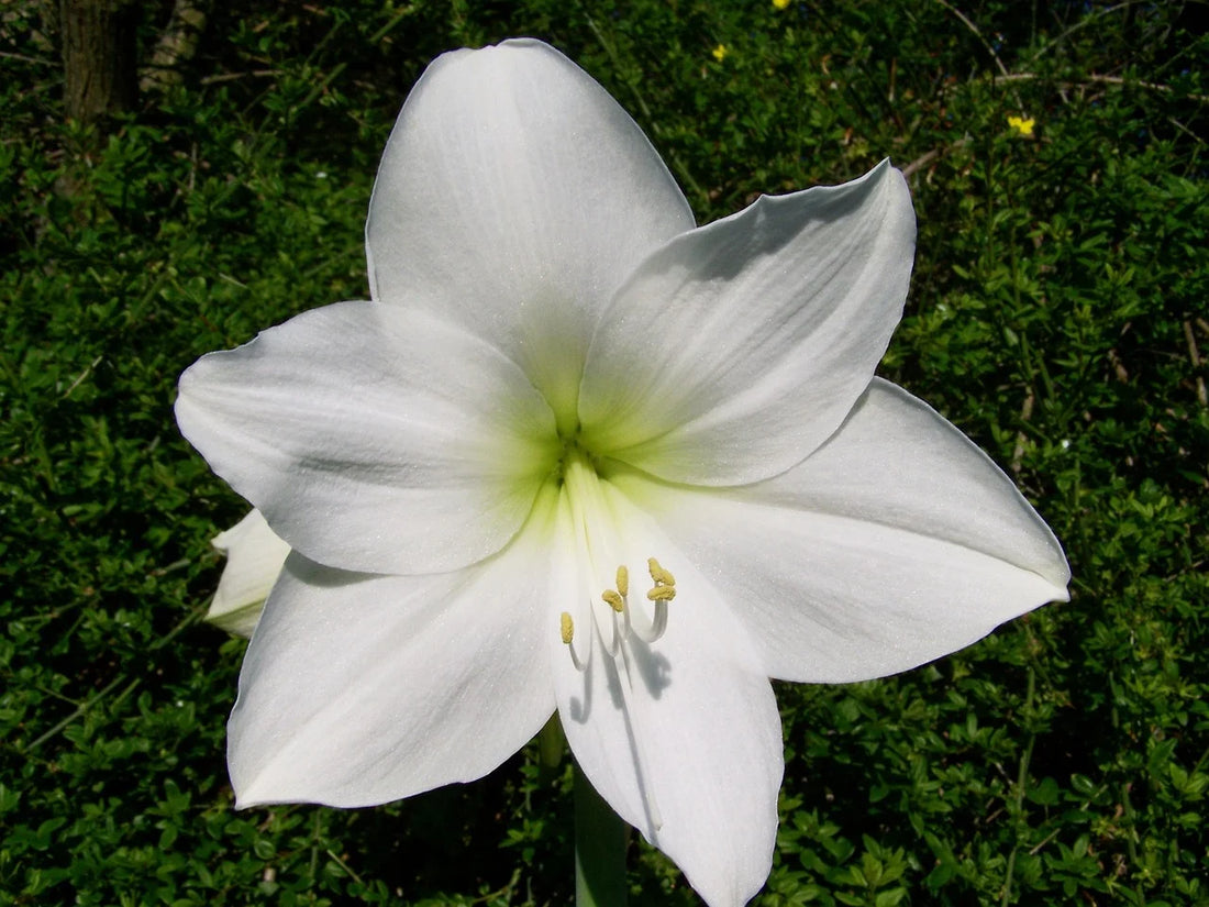 Combien de temps dure une fleur d’amaryllis ?