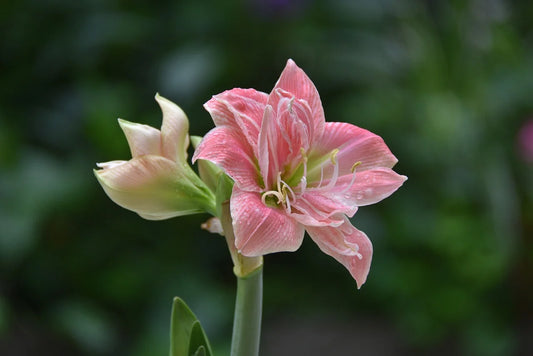 Amaryllis Belladonna : Guide Complet pour Planter et Entretenir