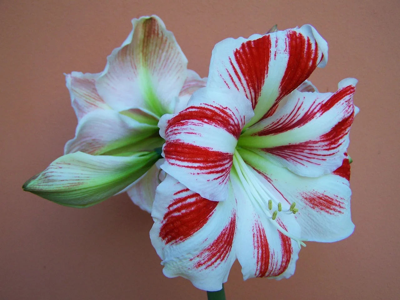 Comment Conserver un Bulbe d’Amaryllis Image