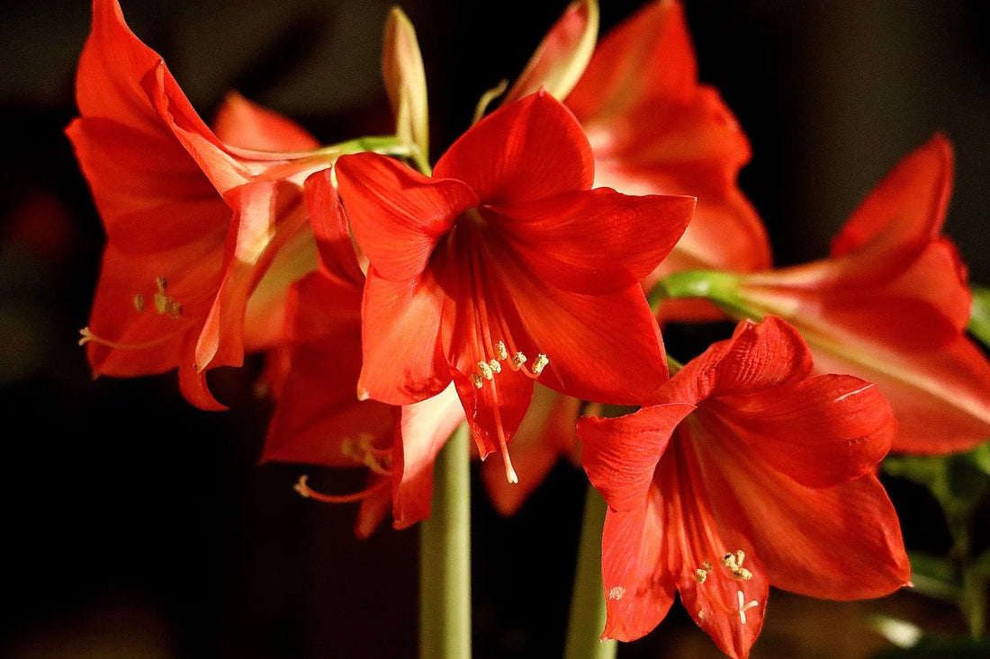 Amaryllis en pot : Guide complet