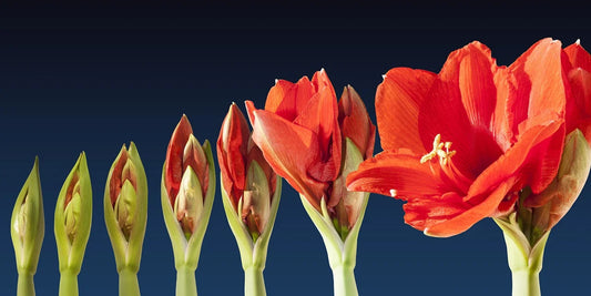 Comment Faire Refleurir un Amaryllis ?