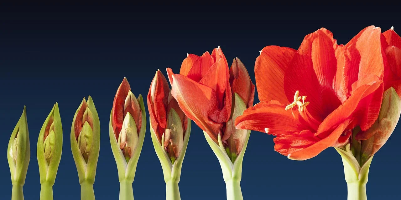 Comment Faire Refleurir un Amaryllis ? Image