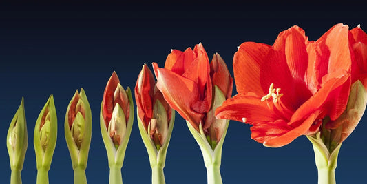 Comment Faire Refleurir un Amaryllis ?