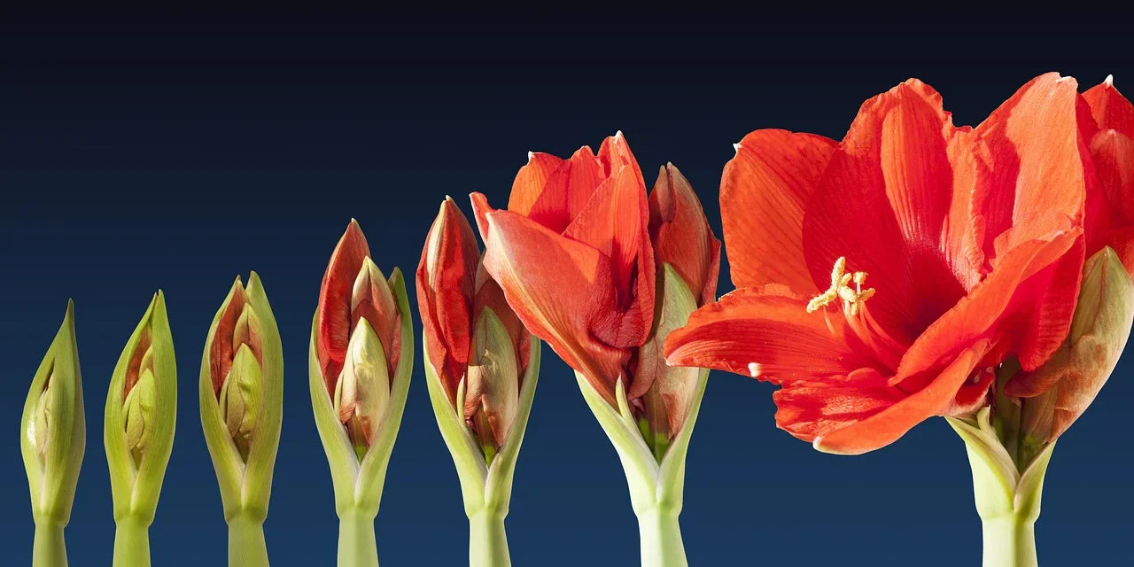 Comment Faire Refleurir un Amaryllis ? Image