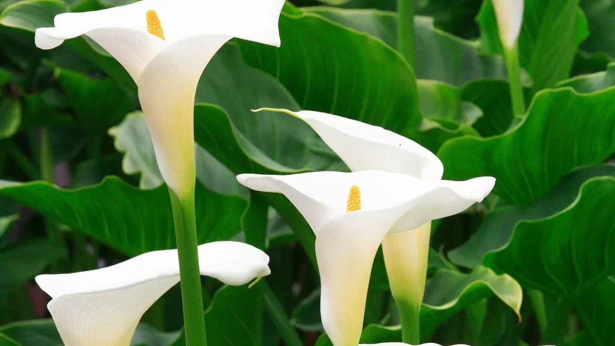arum plante