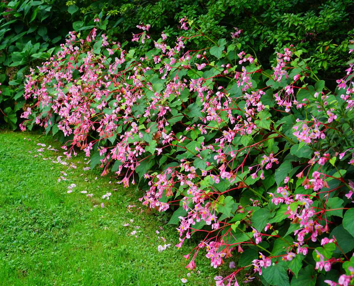 Plantes d’ombre Image