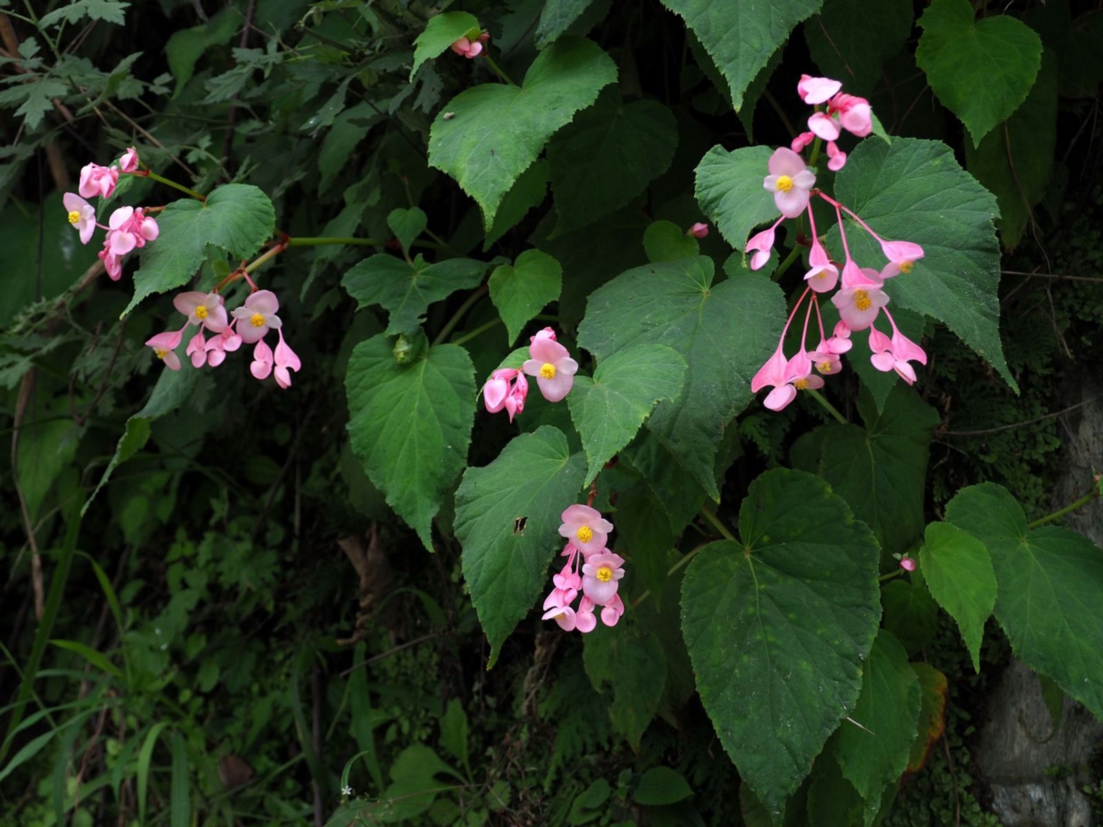 Bégonia Grandis 