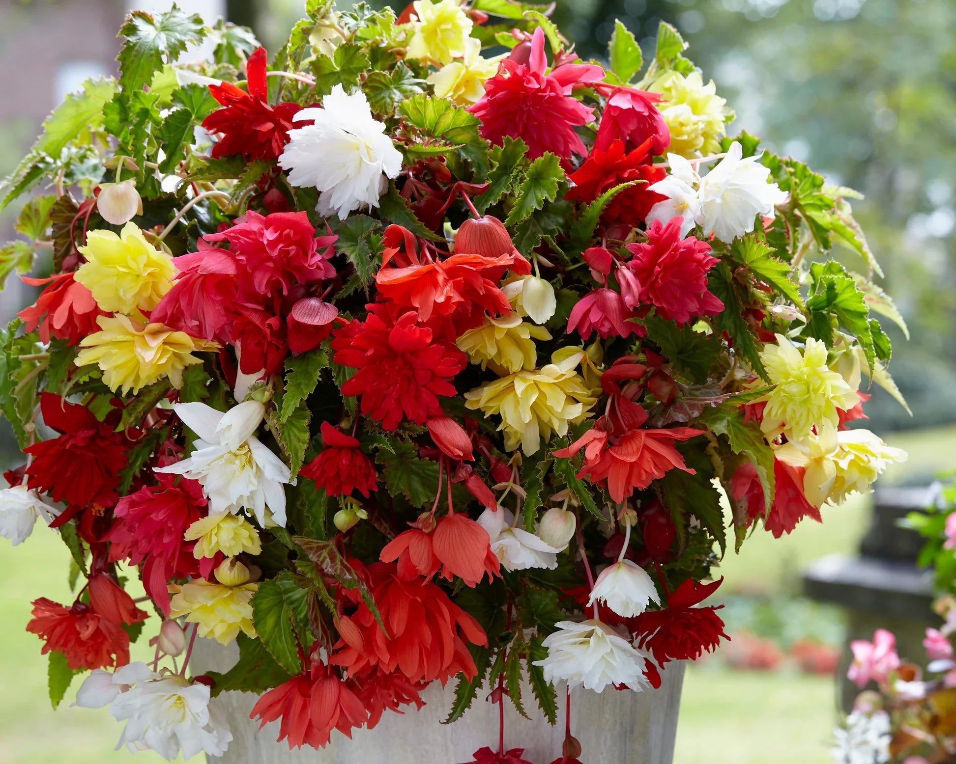 Bégonias
