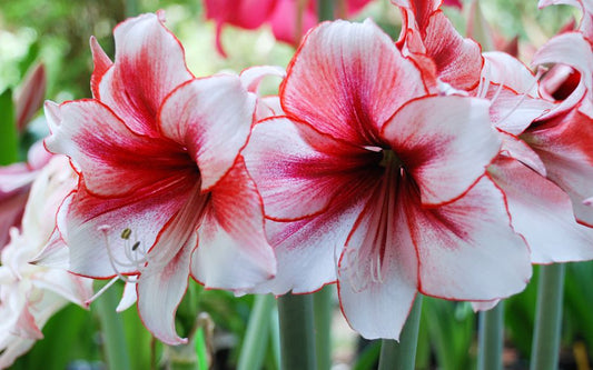 bulbe amaryllis