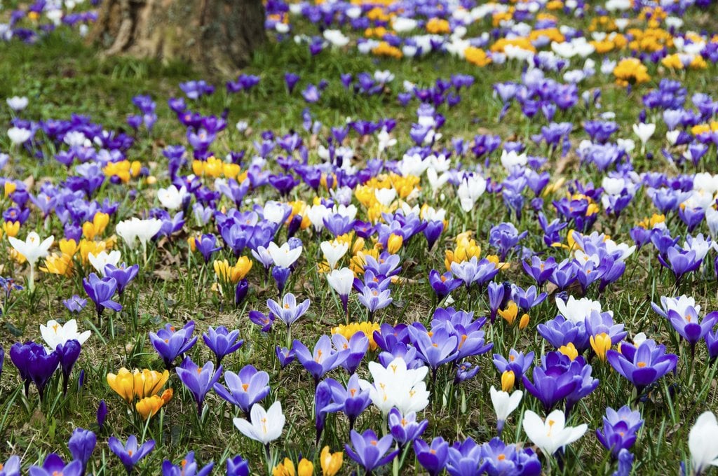 bulbe crocus