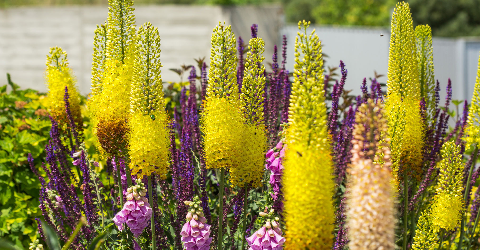 bulbe eremurus