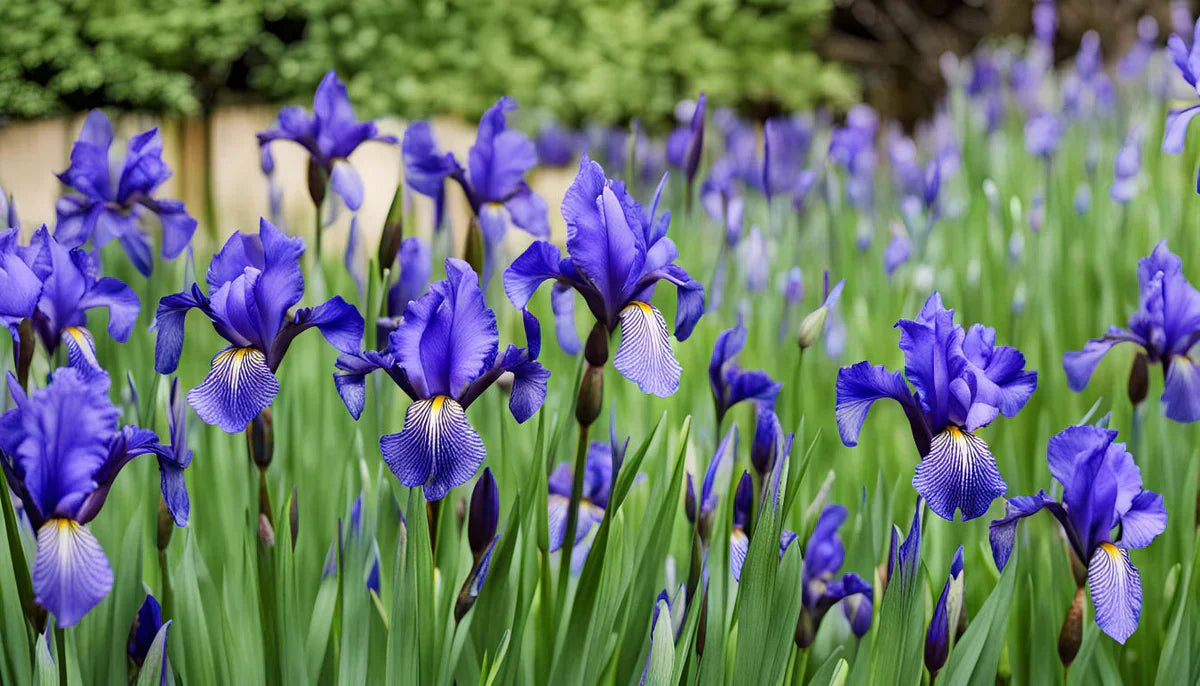 Bulbe iris