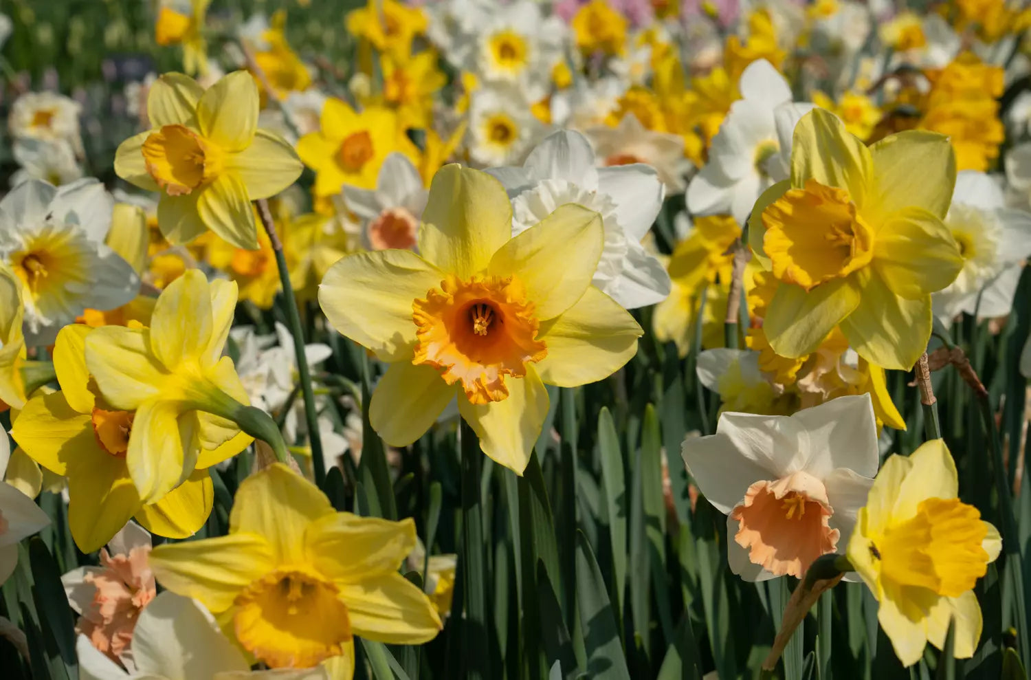 bulbe narcisse