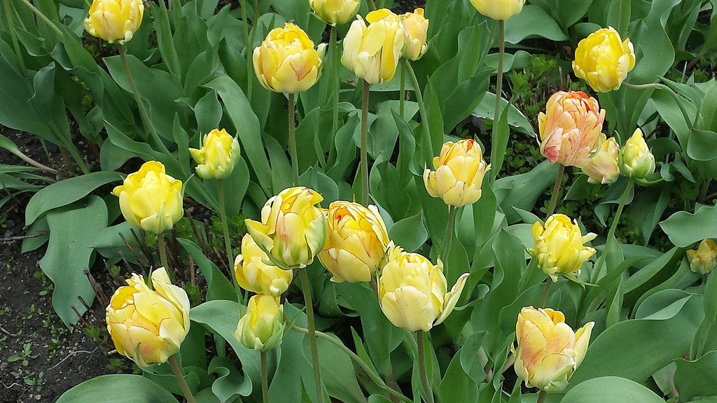 bulbe tulipe double