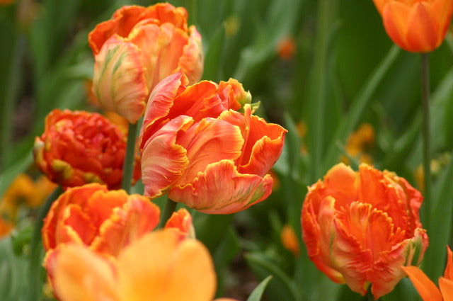 bulbe tulipe perroquet