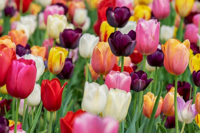 Bulbe tulipe