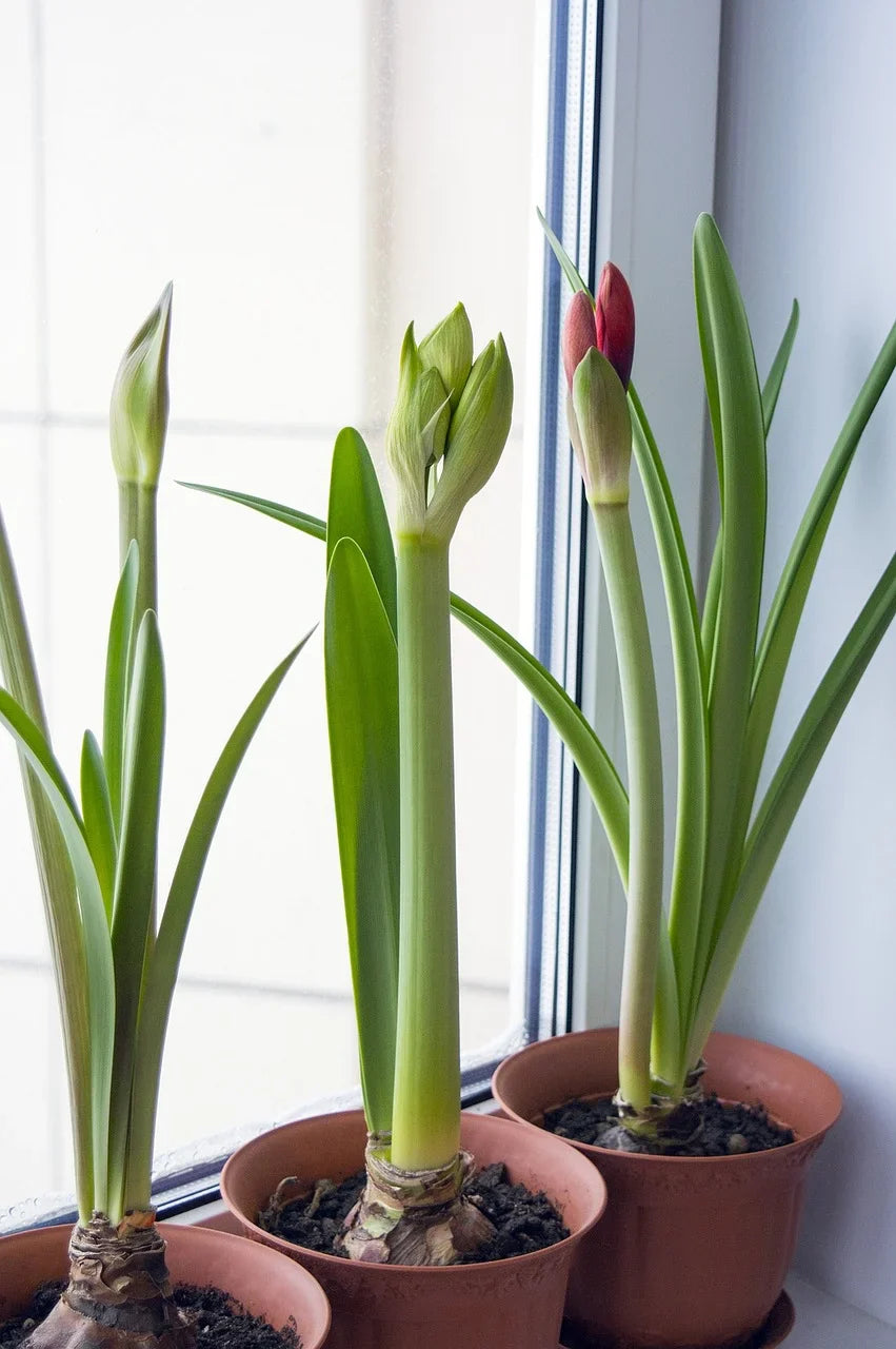 Entretenir un bulbe d'amaryllis : Guide complet Image