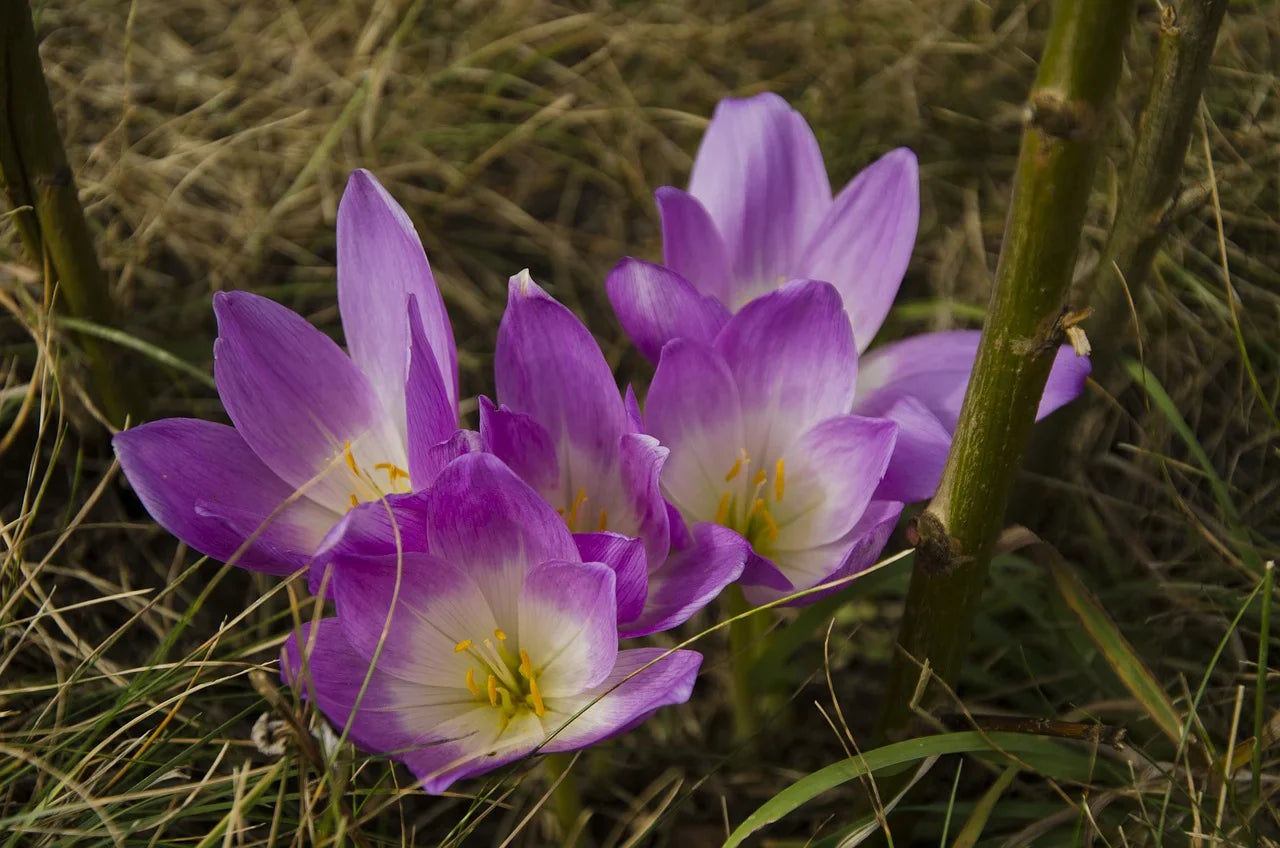 Quand et comment planter les colchiques pour une floraison spectaculaire en automne Image