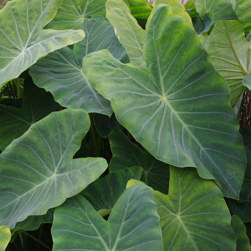 Comment planter des Colocasias ?