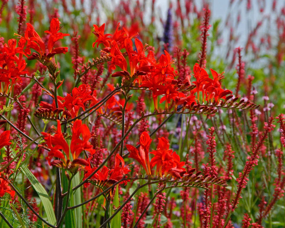 Crocosmias