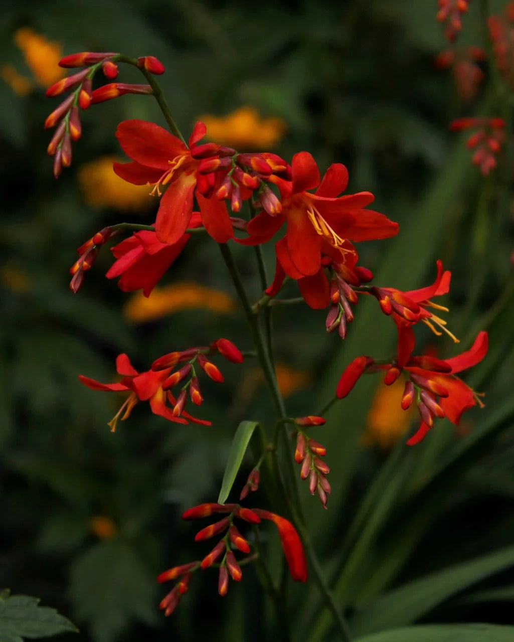 Quand planter les crocosmias ?