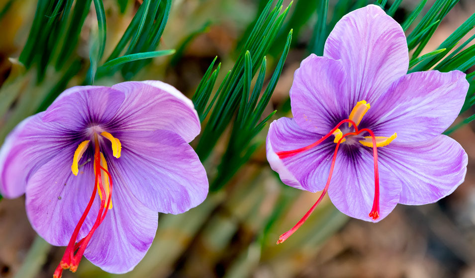 bulbe crocus safran