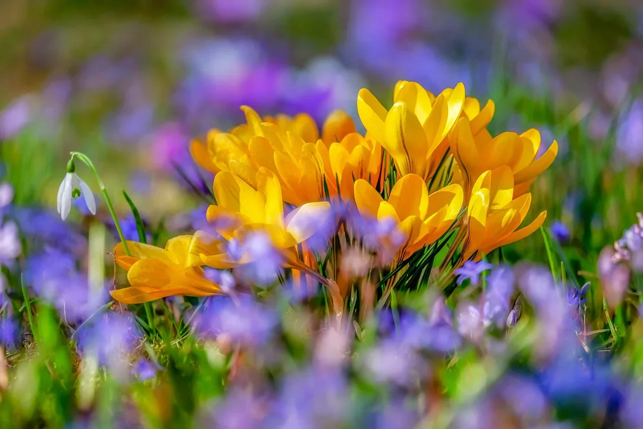 Quand planter des crocus ? Image