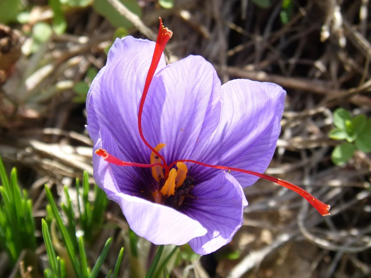 Quand planter les crocus safran ? Image