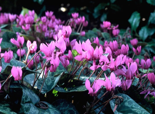 bulbe cyclamen