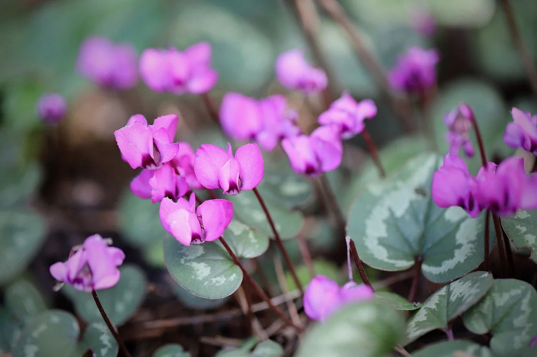 Comment garder un cyclamen d'une année sur l'autre ?