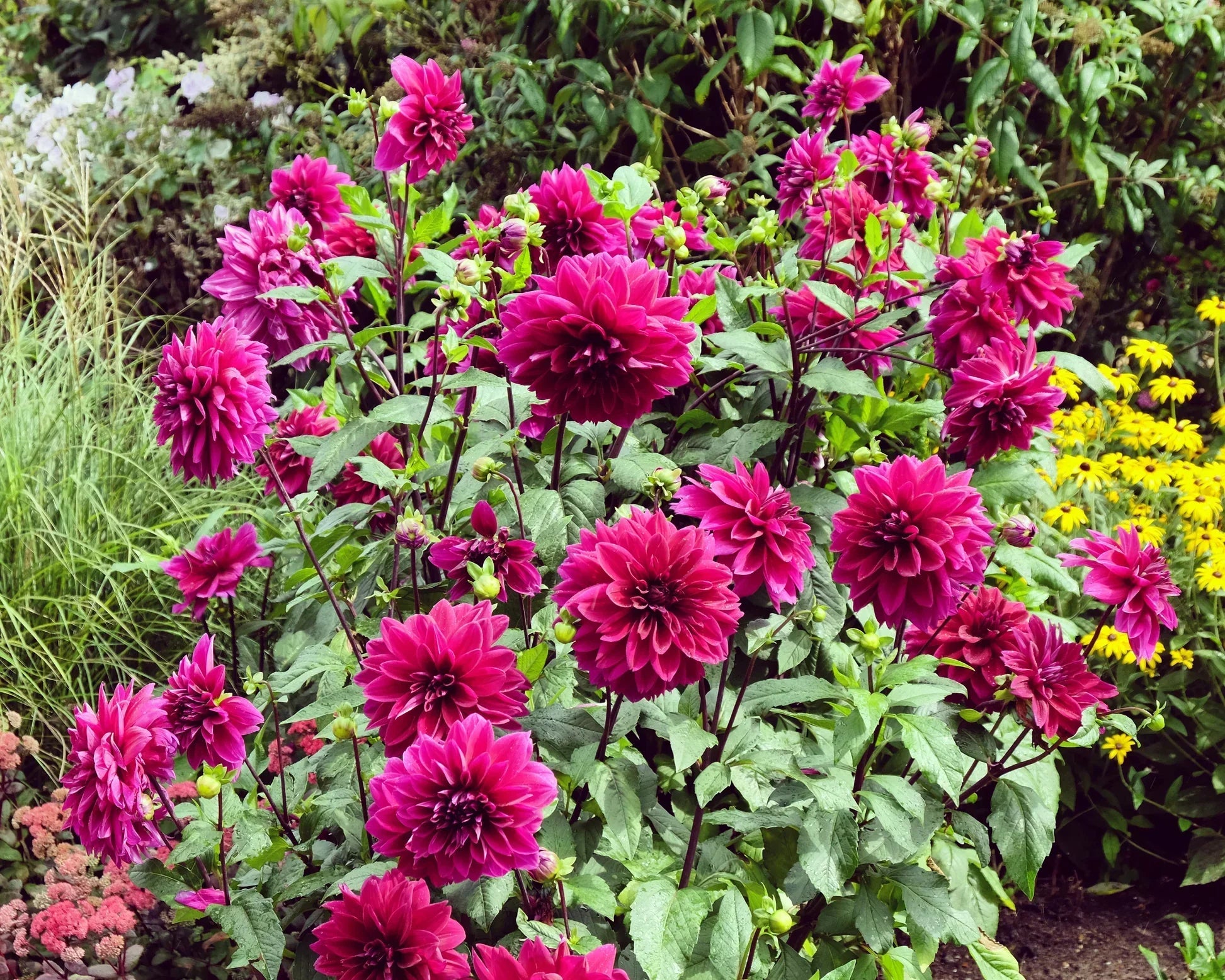 Dahlia plantation