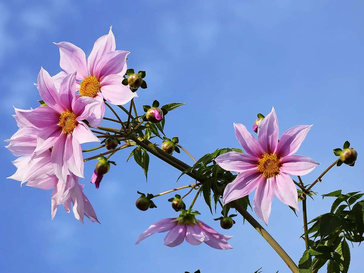 Dahlia Imperialis Image