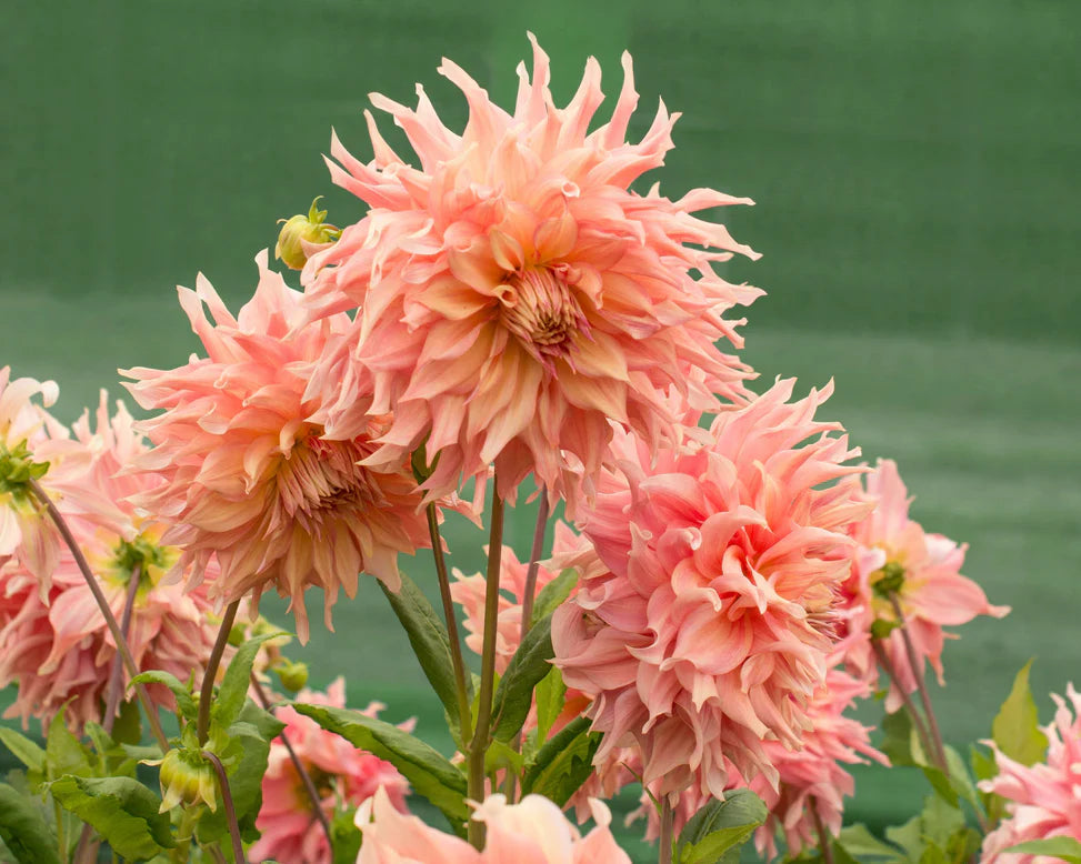 Dahlias