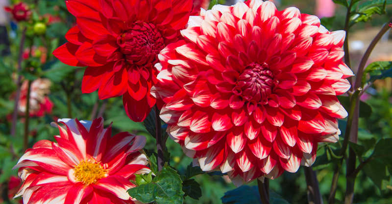 bulbes de dahlia