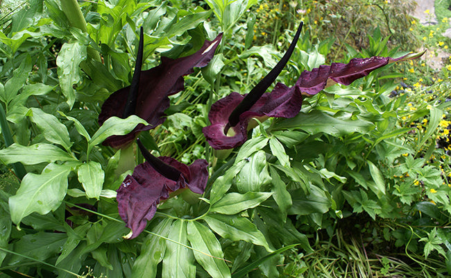 bulbe dracunculus