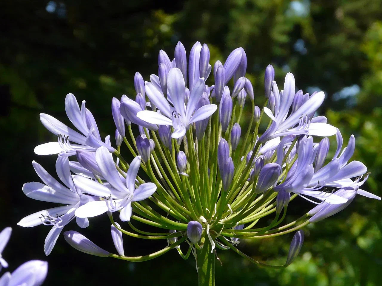 Quel est le meilleur engrais pour les agapanthes ? Image