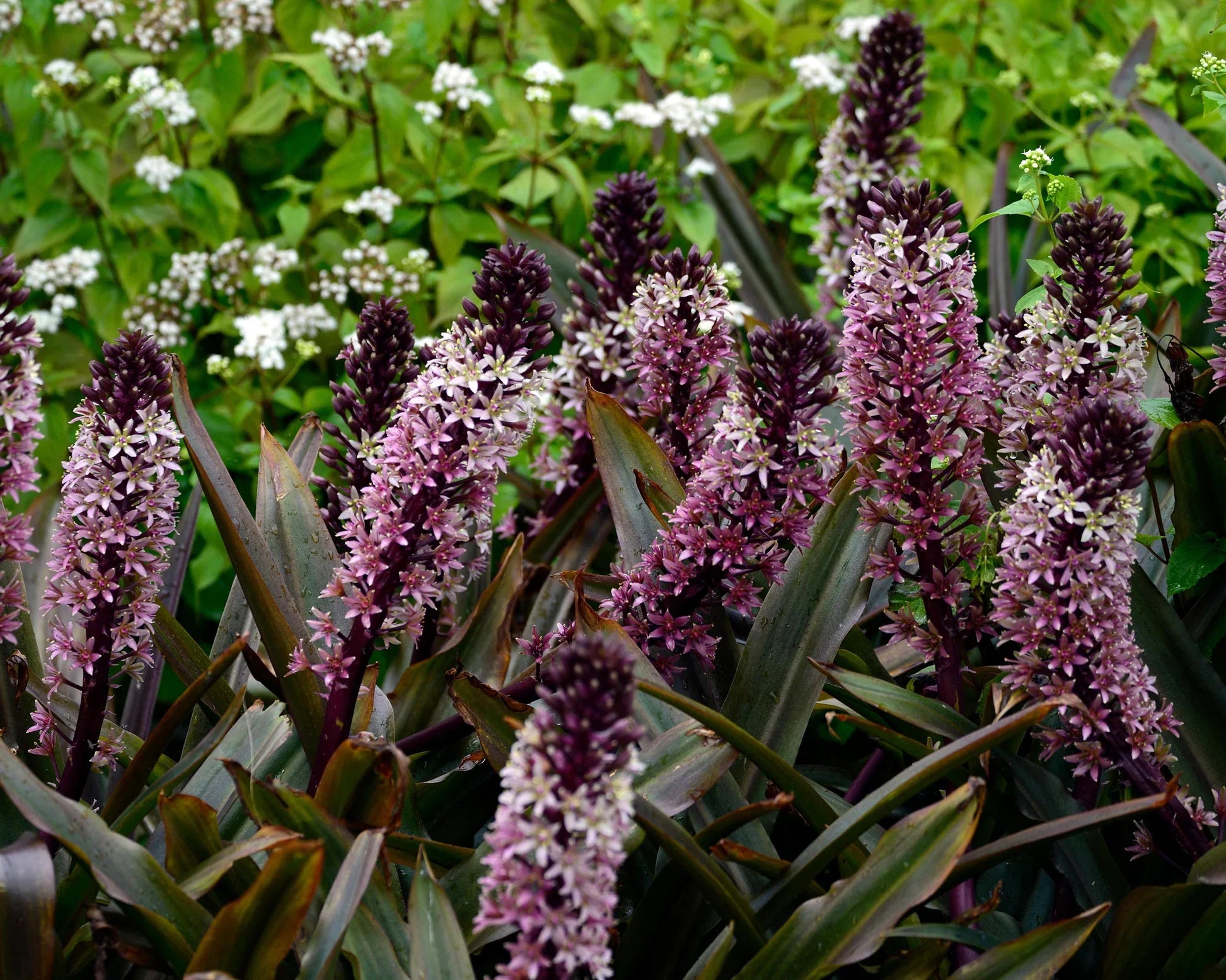 Bulbes printemps