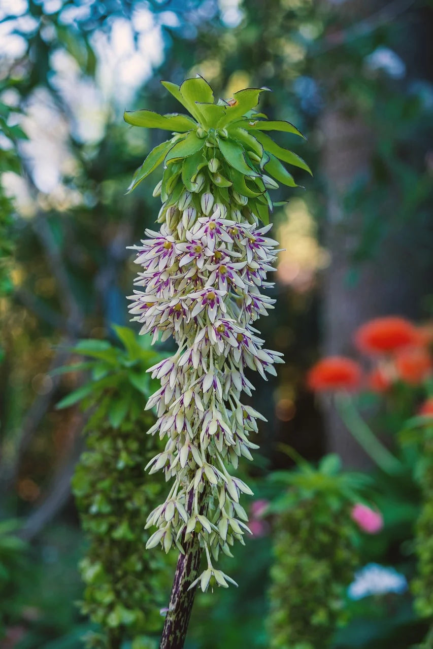 Comment entretenir un Eucomis ?