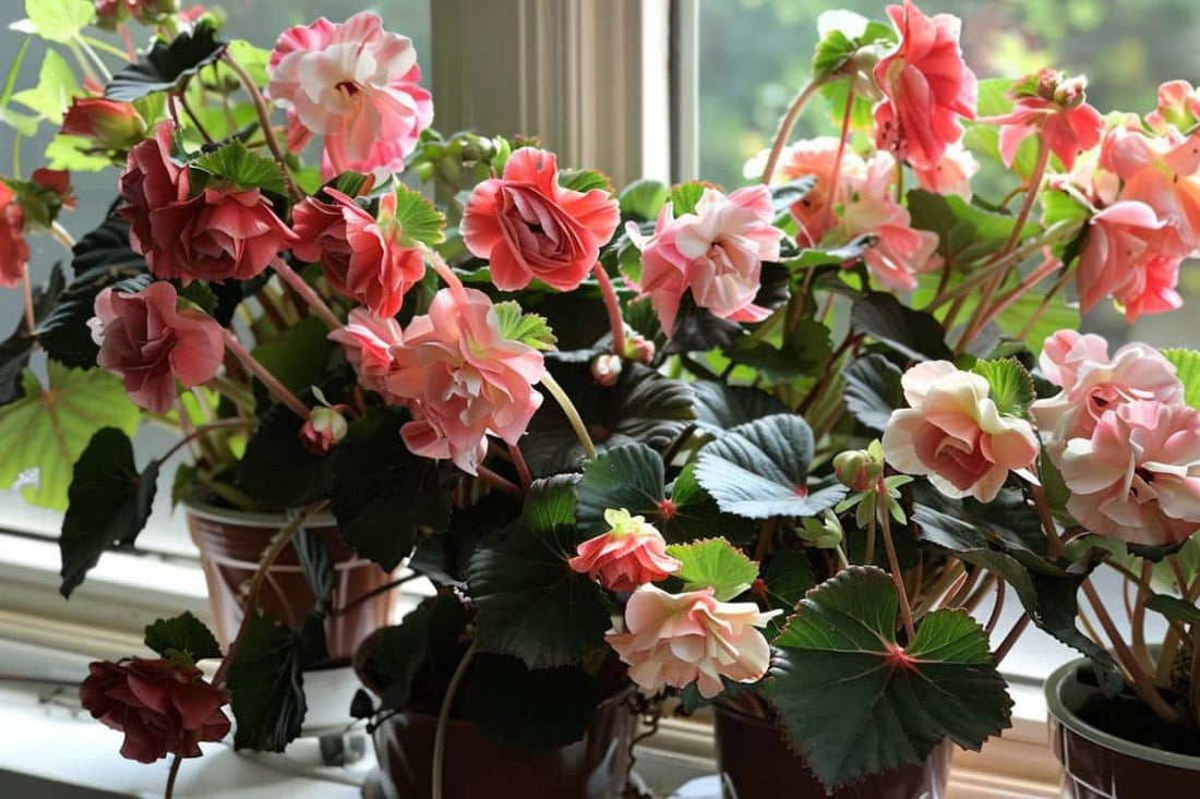 Fleurs en Pot