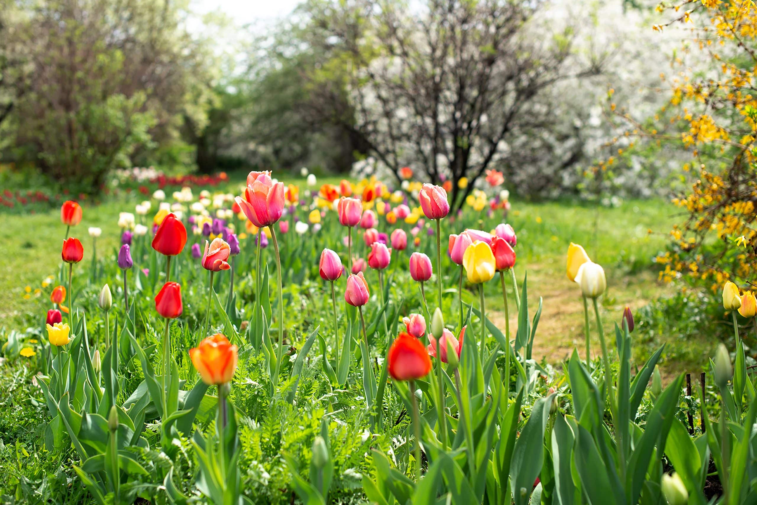 tulipes après floraison Image