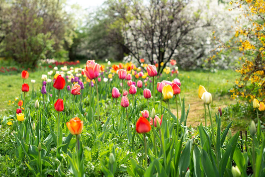 tulipes après floraison
