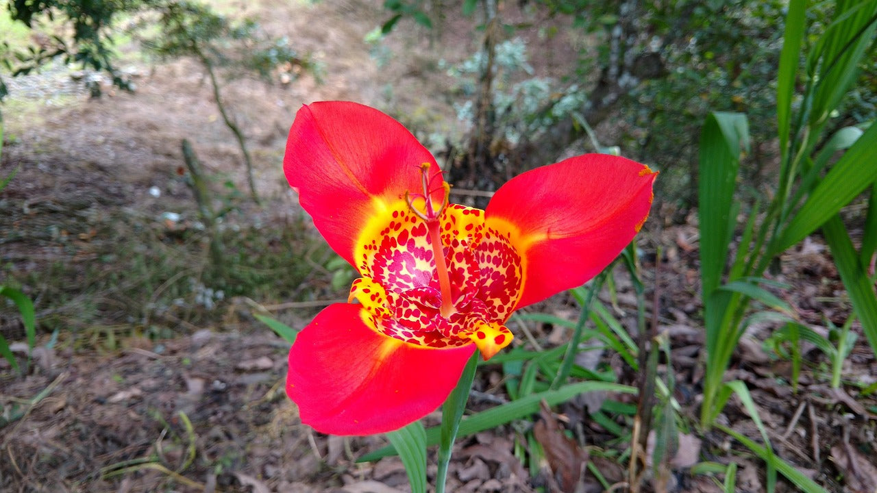 Tigridia pavonia Image