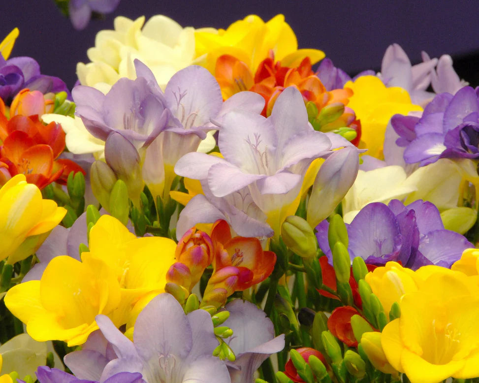 Freesias