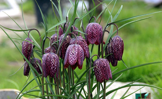 bulbe fritilaire pintade