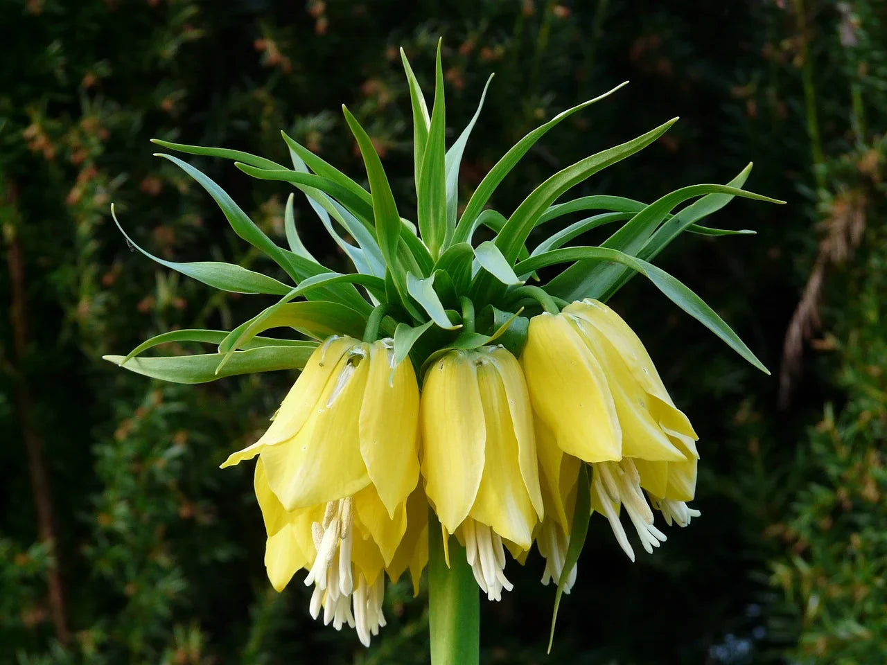 Fritillaire Impériale : Guide Complet Image