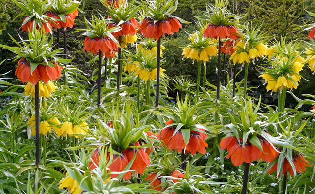 bulbe fritilaire imperial