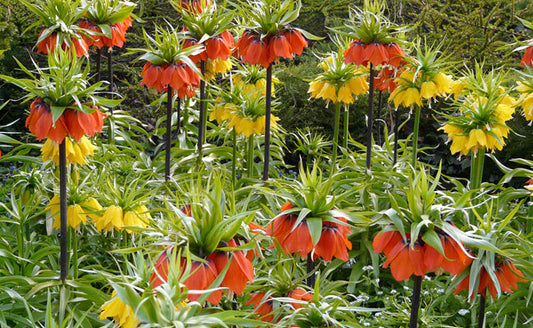 bulbe fritilaire imperial