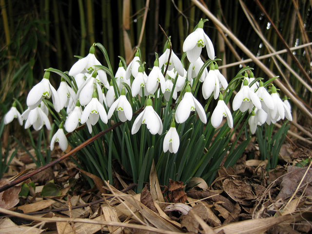 bulbe perce neige