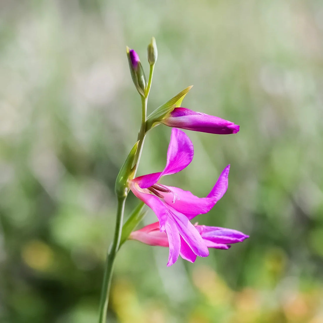 Gladiolus byzantinus : Guide complet