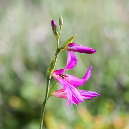 Gladiolus byzantinus : Guide complet